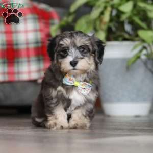 Roko, Maltipoo Puppy