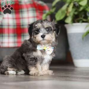 Roko, Maltipoo Puppy