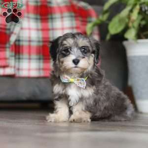 Roko, Maltipoo Puppy