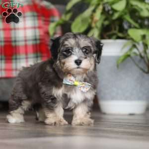 Roko, Maltipoo Puppy