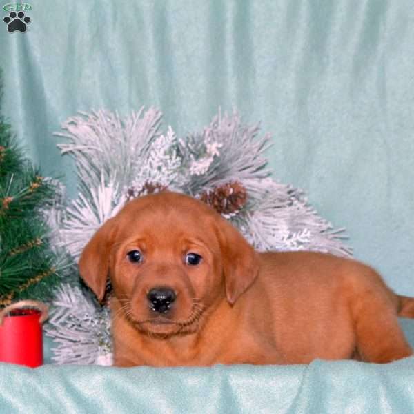 Rolo, Fox Red Labrador Retriever Puppy