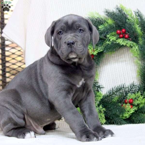 Roman, Cane Corso Puppy