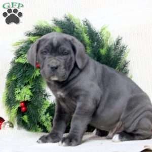 Roman, Cane Corso Puppy