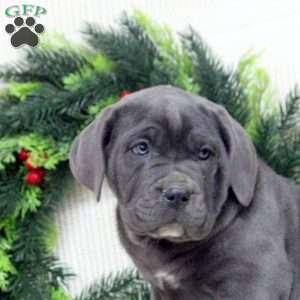 Roman, Cane Corso Puppy