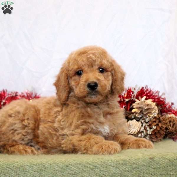 Roman, Mini Goldendoodle Puppy