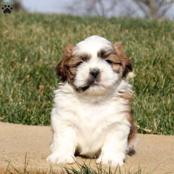 Roman, Shih Tzu Puppy