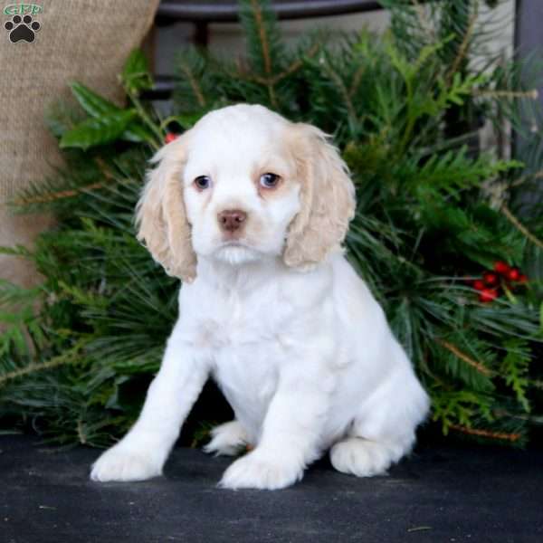 Rookie, Cocker Spaniel Puppy