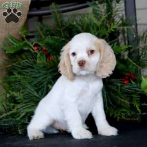 Rookie, Cocker Spaniel Puppy