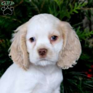 Rookie, Cocker Spaniel Puppy