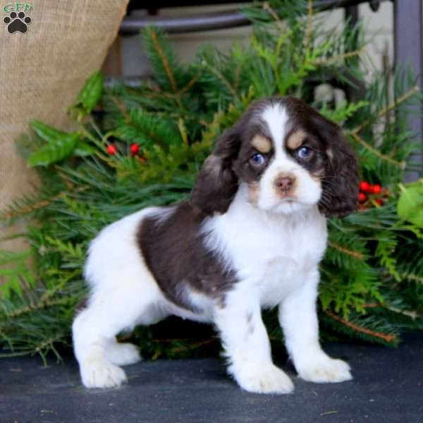 Rosa, Cocker Spaniel Puppy