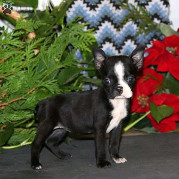 Rosa, Boston Terrier Puppy