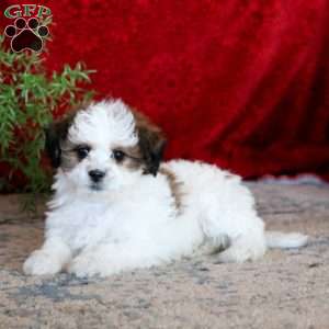 Greenfield puppies shichon online