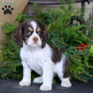 Rosa, Cocker Spaniel Puppy