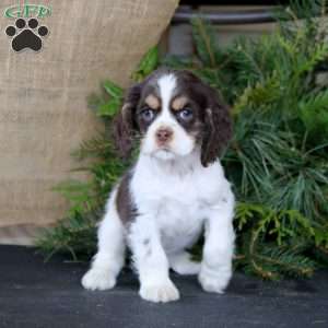 Rosa, Cocker Spaniel Puppy