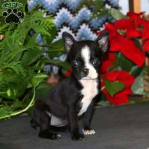 Rosa, Boston Terrier Puppy