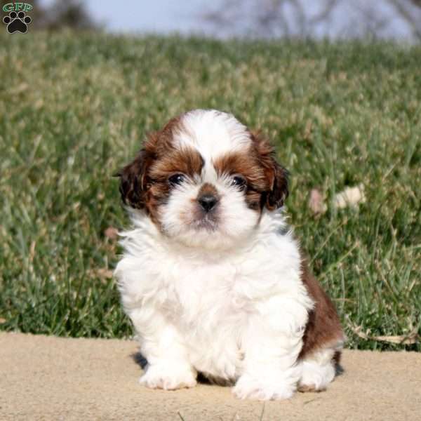 Rosalyn, Shih Tzu Puppy