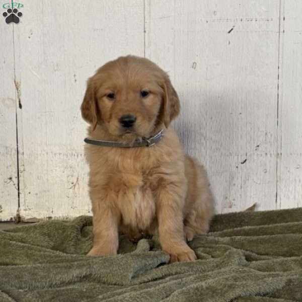 Roscoe, Golden Retriever Puppy