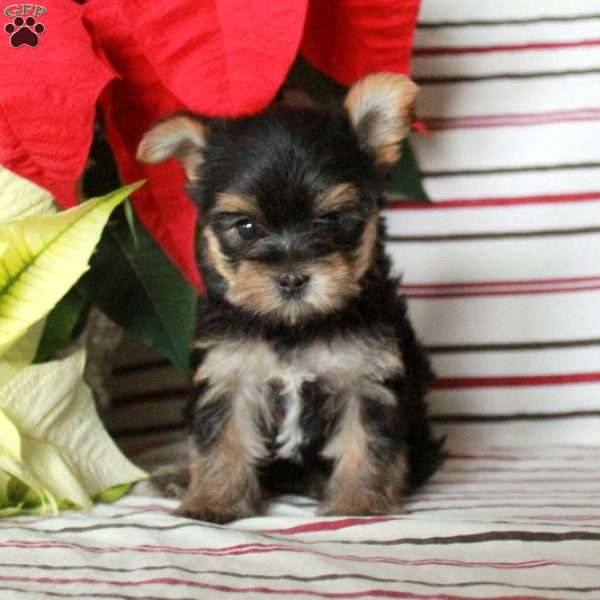 Rosemary, Yorkie Puppy