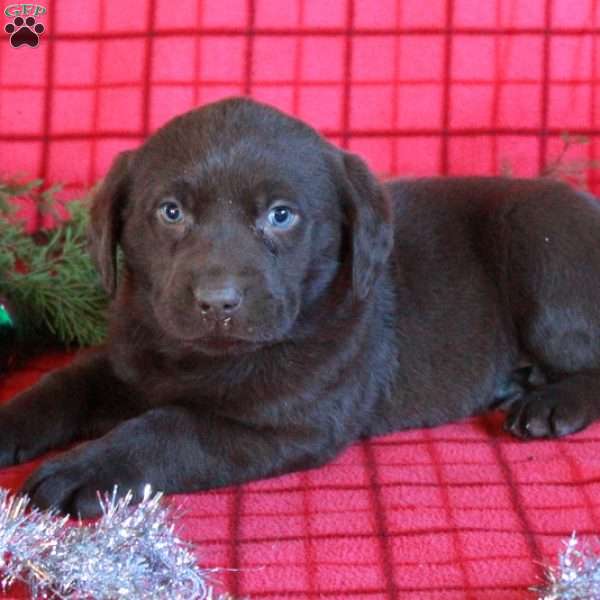 Rosie, Chocolate Labrador Retriever Puppy