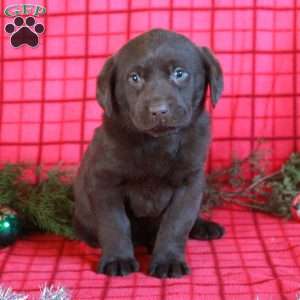 Rosie, Chocolate Labrador Retriever Puppy