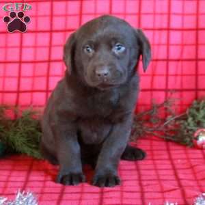 Rosie, Chocolate Labrador Retriever Puppy