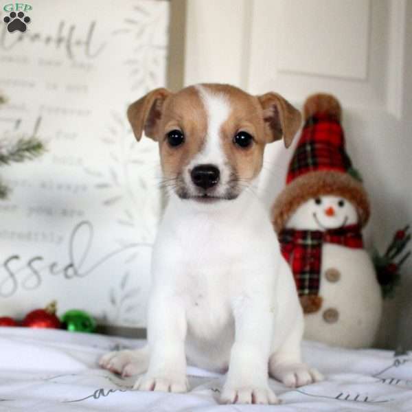 Rosie, Jack Russell Terrier Puppy