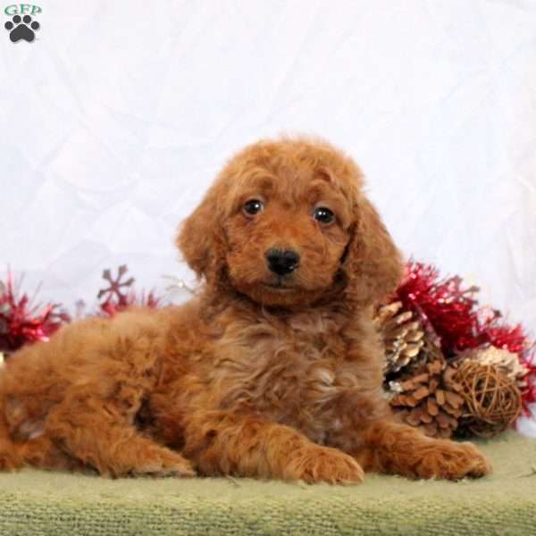 Rosie, Mini Goldendoodle Puppy