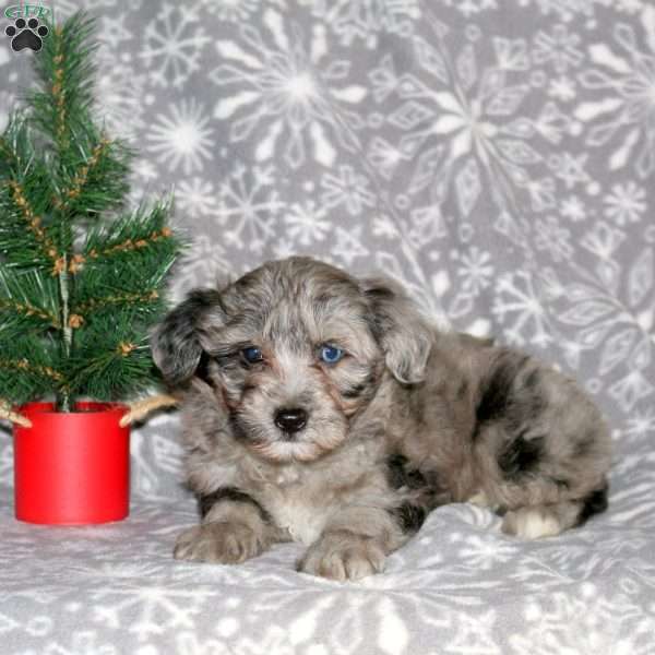 Ross, Mini Aussiedoodle Puppy