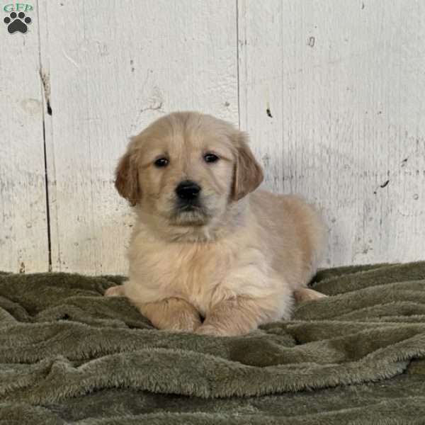 Rover, Golden Retriever Puppy