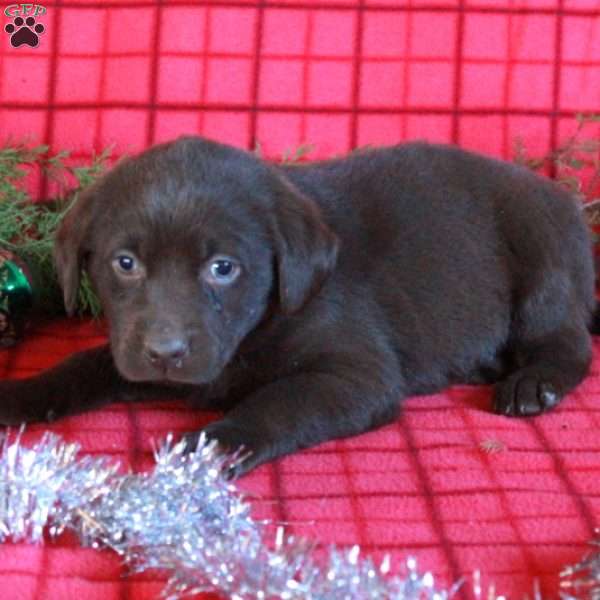 Roxie, Chocolate Labrador Retriever Puppy