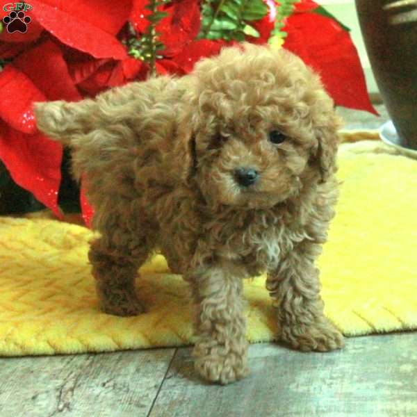 Roxie, Toy Poodle Puppy