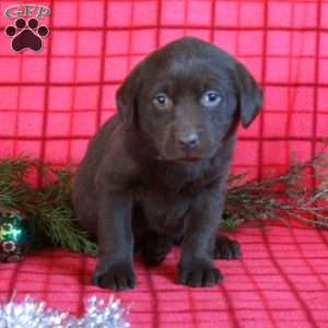 Roxie, Chocolate Labrador Retriever Puppy