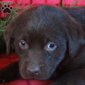 Roxie, Chocolate Labrador Retriever Puppy