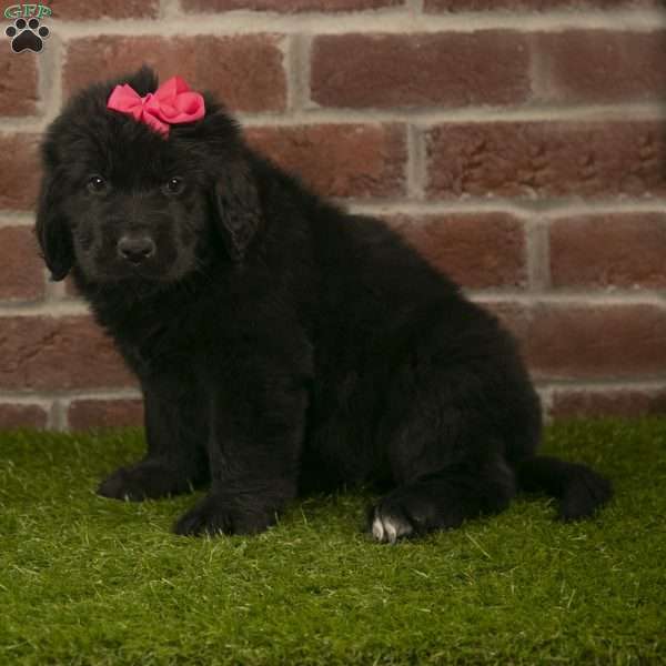 Roxy, Newfoundland Puppy