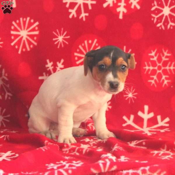 Roxy, Jack Russell Terrier Puppy