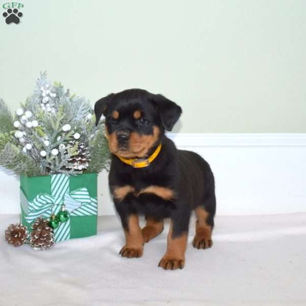 Roxy, Rottweiler Puppy