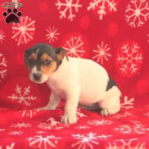 Roxy, Jack Russell Terrier Puppy