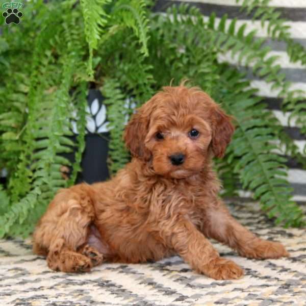 Roxy, Cockapoo Puppy