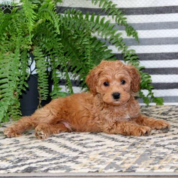 Royal, Cockapoo Puppy