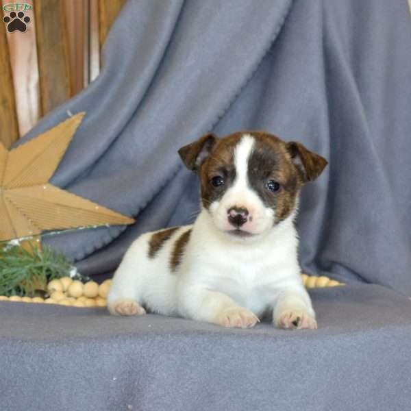 Rubble, Jack Russell Terrier Puppy