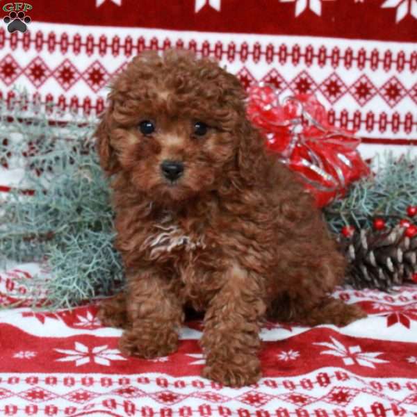 Ruby, Miniature Poodle Puppy
