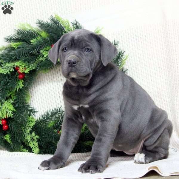 Ruby, Cane Corso Puppy