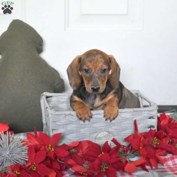 Ruby, Dachshund Puppy