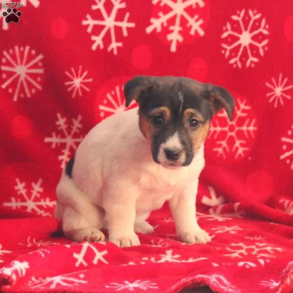 Ruby, Jack Russell Terrier Puppy