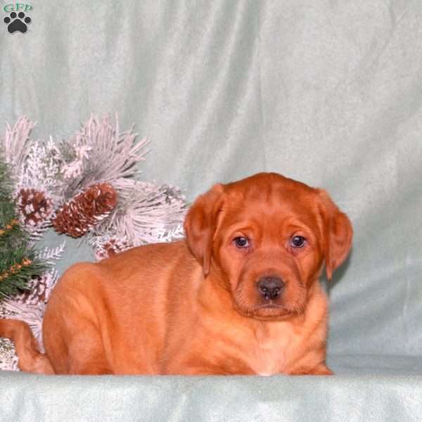 Ruby, Fox Red Labrador Retriever Puppy