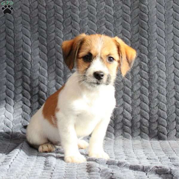 Ruby, Jack Russell Mix Puppy