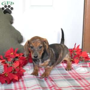 Ruby, Dachshund Puppy