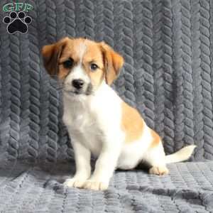 Ruby, Jack Russell Mix Puppy