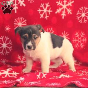 Ruby, Jack Russell Terrier Puppy