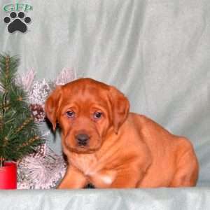 Ruby, Fox Red Labrador Retriever Puppy